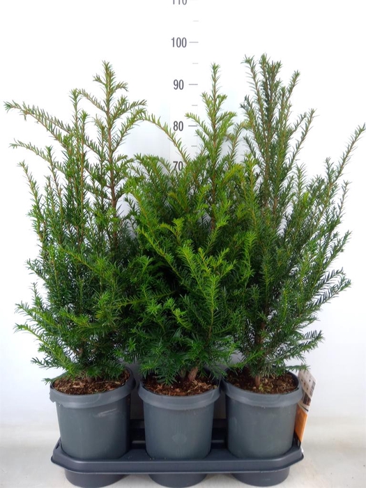 <h4>Taxus baccata</h4>