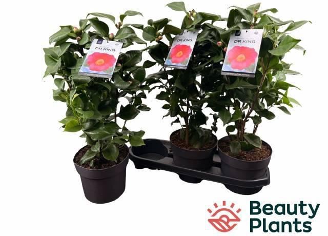 <h4>CAME J DR KING</h4>