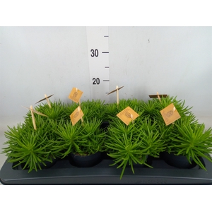 Senecio archeri 'Himalaya'