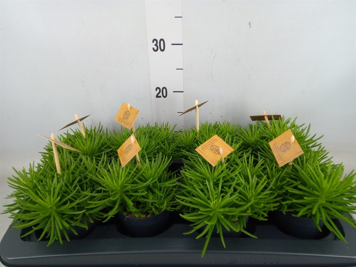 <h4>Senecio archeri 'Himalaya'</h4>