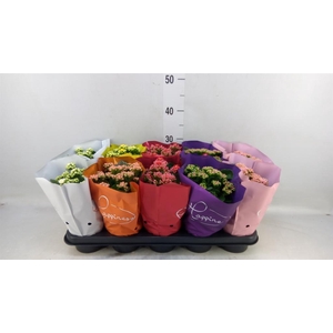 Kalanchoe blos. 'Perfecta'  ..mix 5