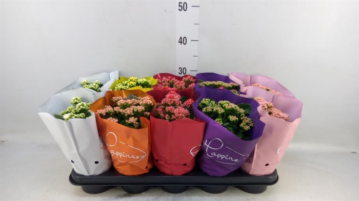 <h4>Kalanchoe blos. 'Perfecta'  ..mix 5</h4>