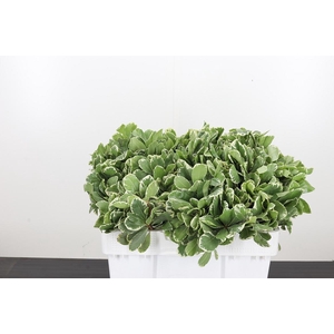 Pittosporum Ilan
