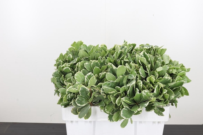 <h4>Pittosporum Ilan</h4>