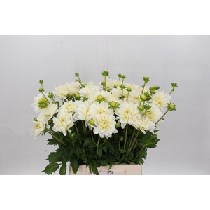 Dahlia White Onesta