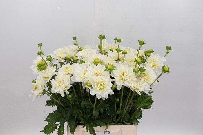 <h4>Dahlia White Onesta</h4>