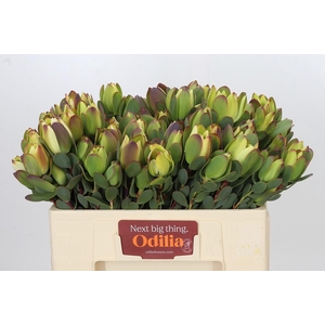 Leucadendron Pom-Pom Green Ball Spray