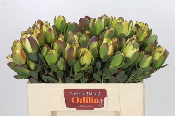 <h4>Leucadendron Pom-Pom Green Ball Spray</h4>