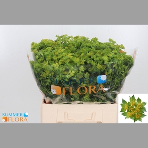 BUPLEURUM ROTUNDIFOL