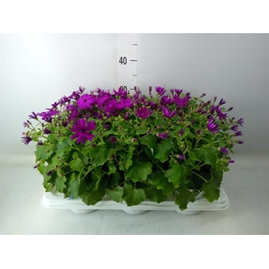 Pericallis cr. 'Senetti Magenta'