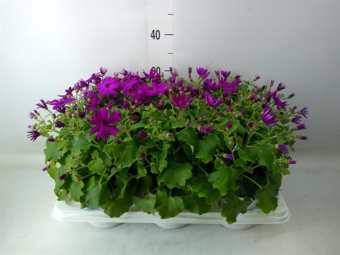 <h4>Pericallis cr. 'Senetti Magenta'</h4>