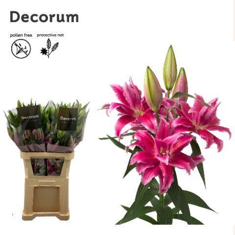 <h4>LI ROSELILY NATASCHA 4+</h4>