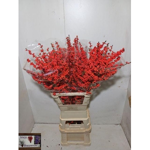 Ilex verticillata L14