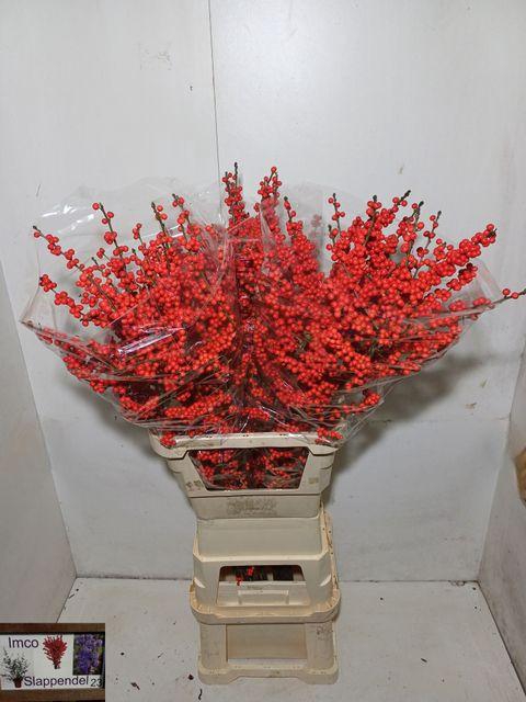 <h4>Ilex verticillata L14</h4>