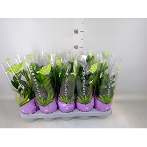 Zamioculcas zamiifolia