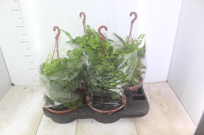 <h4>AVENCA VARIADA C21</h4>