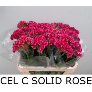 CEL C SOLID ROSE