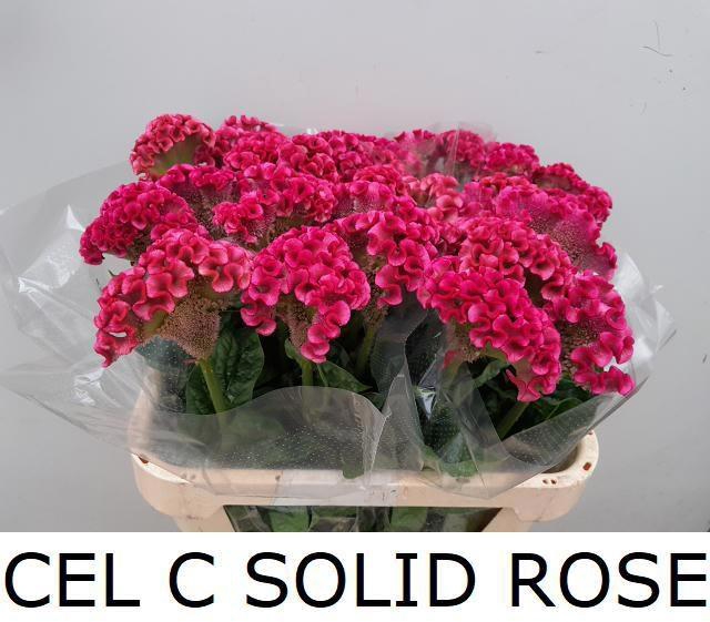 <h4>CEL C SOLID ROSE</h4>