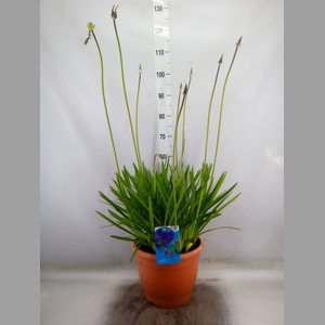 Agapanthus afric.