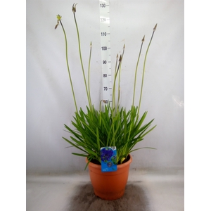 Agapanthus afric.