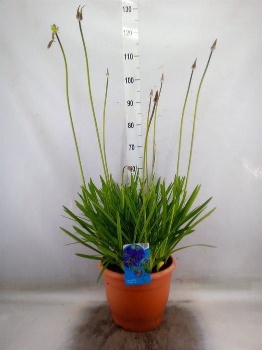 <h4>Agapanthus afric.</h4>