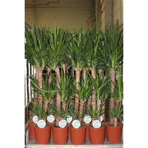 Yucca 90-45-20 Cm