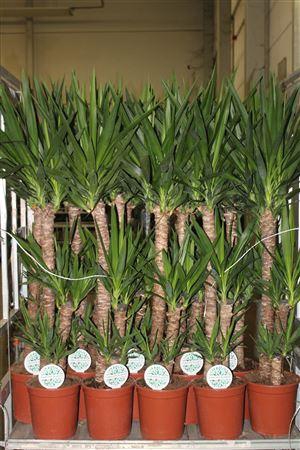 <h4>Yucca 90-45-20 Cm</h4>