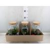 Arr.   Planten H%