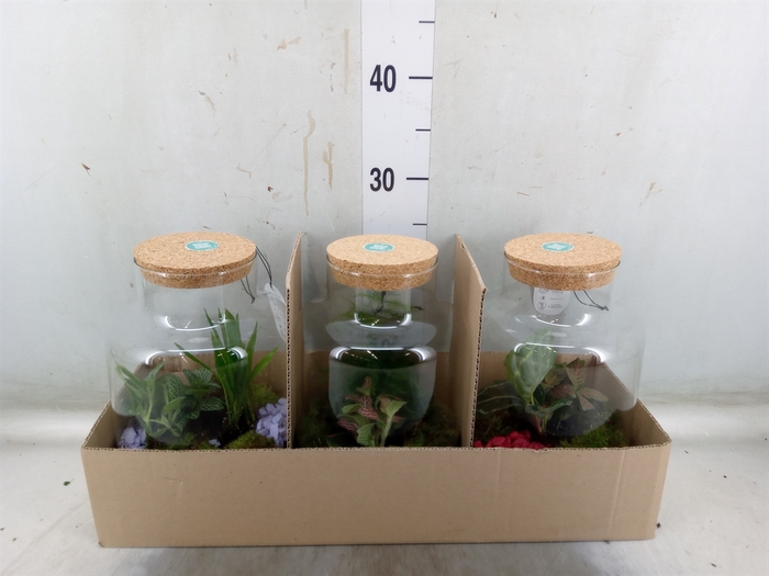 Arr.   Planten H%