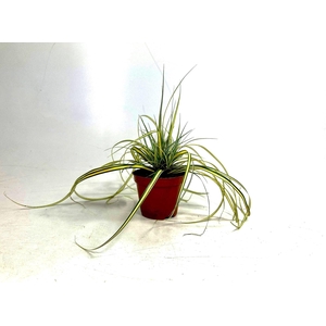 Carex 'Evergold' p8