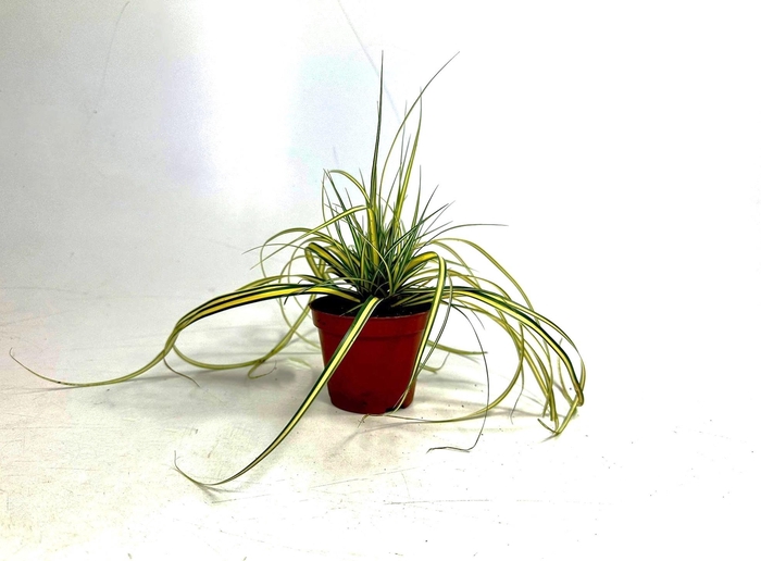 <h4>Carex 'Evergold' p8</h4>
