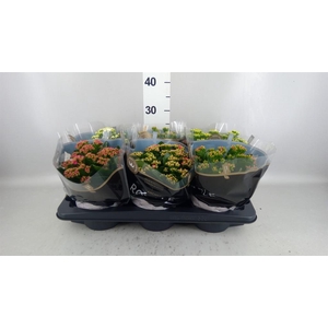 Kalanchoe blos. 'RoyalDon'   ..mix