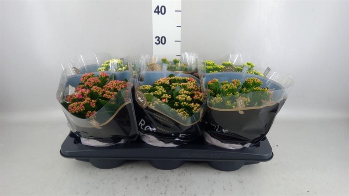 <h4>Kalanchoe blos. 'RoyalDon'   ..mix</h4>