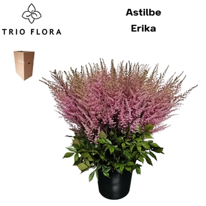 ASTIL AR ERIKA Aqua Box 160