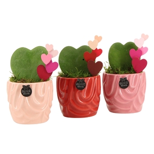 21804: Lovess arrangement