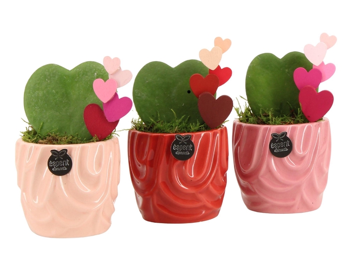<h4>21804: Lovess arrangement</h4>