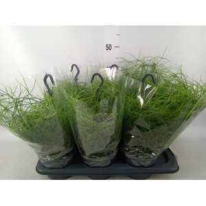 Rhipsalis baccifera 'Oasis'