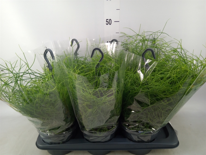 <h4>Rhipsalis baccifera 'Oasis'</h4>