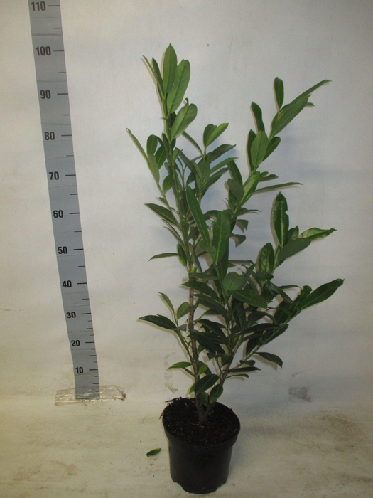 <h4>PRUN LA CAUCASICA</h4>