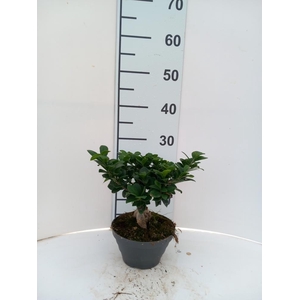 Ficus Mi Ginseng