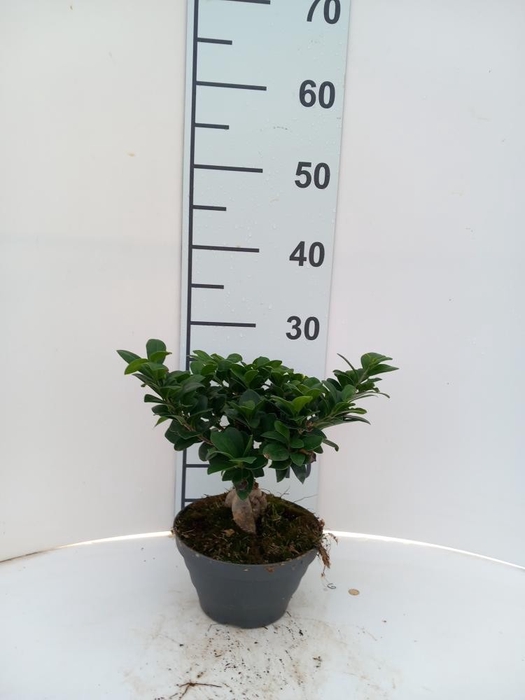 <h4>Ficus Mi Ginseng</h4>