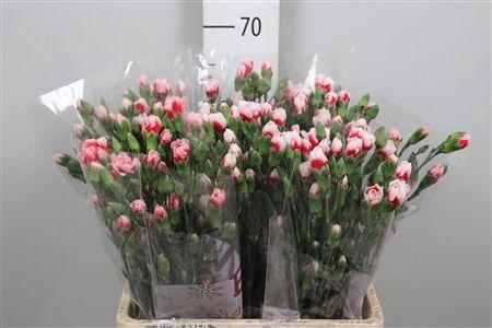 <h4>Di Tr Swing</h4>