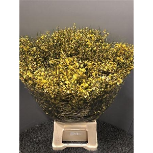 Genista 400gr Col Yellow