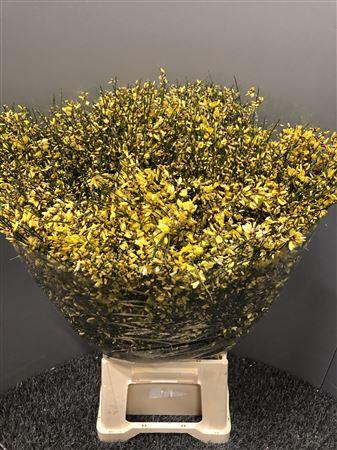 <h4>Genista 400gr Col Yellow</h4>