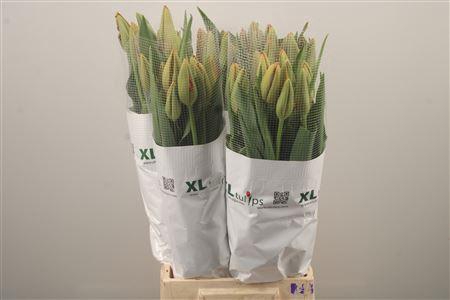 <h4>Tu Fr En Avignon</h4>