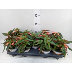 Begonia boliv. 'Angel Orange'
