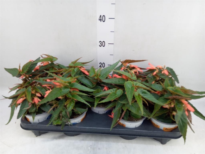 <h4>Begonia boliv. 'Angel Orange'</h4>