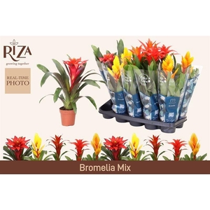 BROMELIA GEM 6 SRT