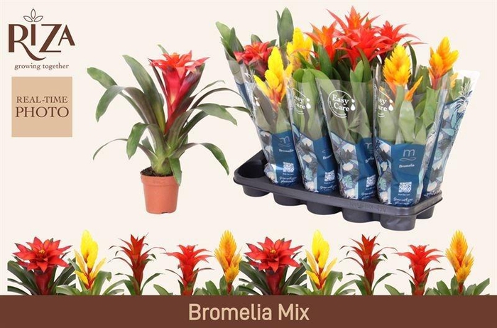 <h4>BROMELIA GEM 6 SRT</h4>