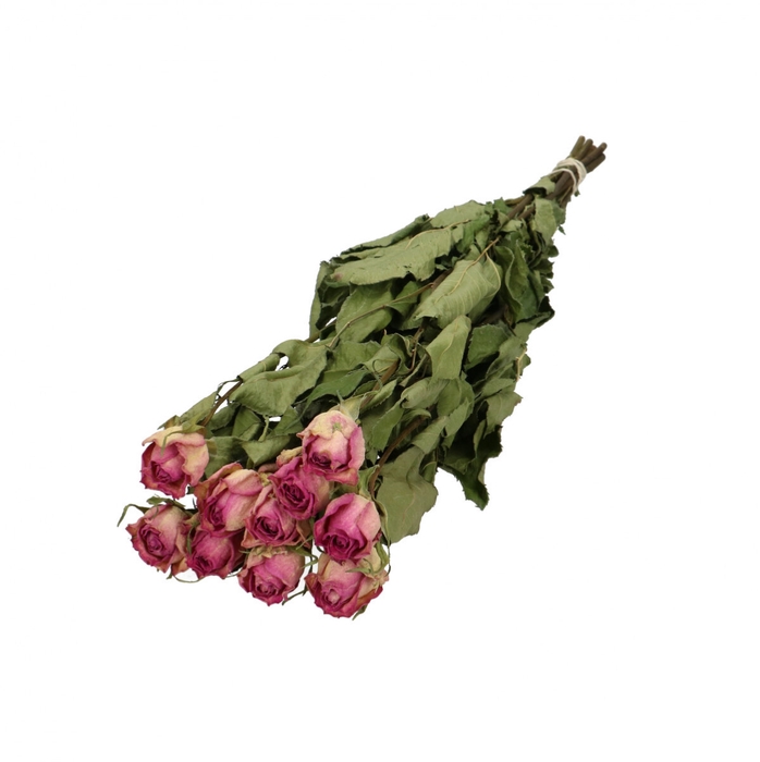 <h4>Dried flowers Rose 40cm x10</h4>